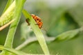 Colorado potato beetle crawling on a plant. Harmful insect