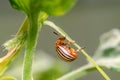 Colorado potato beetle crawling on a plant.