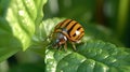 Colorado potato beetle eats green potato leaves closeup. Generative Ai