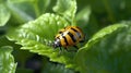 Colorado potato beetle eats green potato leaves closeup. Generative Ai