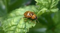 Colorado potato beetle eats green potato leaves closeup. Generative Ai