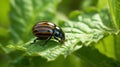 Colorado potato beetle eats green potato leaves closeup. Generative Ai