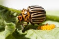 Colorado potato beetle Royalty Free Stock Photo