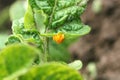 Colorado potato beetle egg cluster Royalty Free Stock Photo