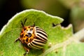 Colorado Potato Beetle on eggplant leaf