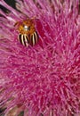 Colorado Potato Beetle on Flower Royalty Free Stock Photo