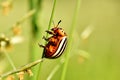 Colorado potato beetle on grass stem. Royalty Free Stock Photo