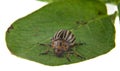 Colorado potato beetle on green leaf isolated on white background Royalty Free Stock Photo