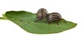 Colorado potato beetle on green leaf isolated on white background Royalty Free Stock Photo