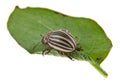 Colorado potato beetle on green leaf isolated on white background Royalty Free Stock Photo