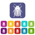 Colorado potato beetle icons set