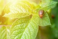 Colorado potato beetle intends to fly from green potato leaf