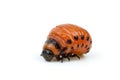 Colorado potato beetle larva