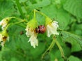 Colorado potato beetle larva eats potato leaves