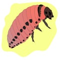 Colorado potato beetle larva, nightshade pest. Color illustration