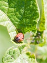 Colorado potato beetle larva in potatoes leaves