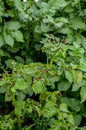 Colorado potato beetle larvae eat potatoes, fighting the Colorado potato beetle