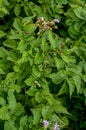 Colorado potato beetle larvae eat potatoes, fighting the Colorado potato beetle