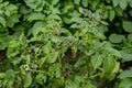 Colorado potato beetle larvae eat potatoes, fighting the Colorado potato beetle