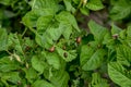 Colorado potato beetle larvae eat potatoes, fighting the Colorado potato beetle