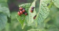 Colorado potato beetle larvae on eaten away potato leaf. Close-up. Illustration about protecting agricultural plants from bugs.