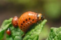 Colorado potato beetle larvae eats potato leaves, damaging agriculture