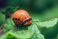 Colorado potato beetle larvae eats potato leaves, damaging agriculture