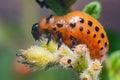 Colorado potato beetle larvae eats potato leaves, damaging agriculture