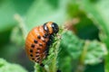 Colorado potato beetle larvae eats potato leaves, damaging agriculture