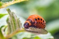 Colorado potato beetle larvae eats potato leaves, damaging agriculture