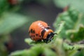 Colorado potato beetle larvae eats potato leaves, damaging agriculture