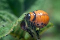 Colorado potato beetle larvae eats potato leaves, damaging agriculture