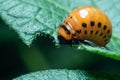 Colorado potato beetle larvae eats potato leaves, damaging agriculture