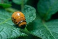 Colorado potato beetle larvae eats potato leaves, damaging agriculture