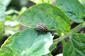 Colorado potato beetle Royalty Free Stock Photo