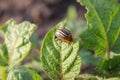 Colorado Potato Beetle (Leptinotarsa decemlineata) Royalty Free Stock Photo