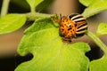 Colorado Potato Beetle - Leptinotarsa decemlineata