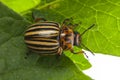 The Colorado potato beetle Leptinotarsa decemlineata Royalty Free Stock Photo