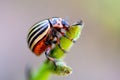 Colorado potato beetle Leptinotarsa decemlineata crawling on potato leaves