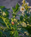 Colorado potato beetle, Leptinotarsa Decemlineata Larva on Solanum Tuberosum Royalty Free Stock Photo
