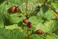 Colorado potato beetle Leptinotarsa decemlineata Royalty Free Stock Photo