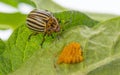 The Colorado potato beetle Leptinotarsa decemlineata Royalty Free Stock Photo