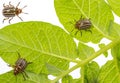 The Colorado potato beetle Leptinotarsa decemlineata Royalty Free Stock Photo