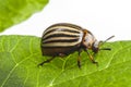 The Colorado potato beetle Leptinotarsa decemlineata Royalty Free Stock Photo