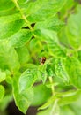 Colorado potato beetle - Leptinotarsa decemlineata on potatoes bushes. A pest of plant and agriculture. Insect pests damaging