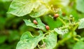 Colorado potato beetle - Leptinotarsa decemlineata on potatoes bushes. A pest of plant and agriculture. Insect pests damaging Royalty Free Stock Photo