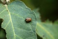 Colorado potato beetle or Leptinotarsa decemlineata on top of thick dark green half eaten leaf in local garden