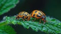 Colorado potato beetle life cycle. Colorado potato beetle on an green leaf Royalty Free Stock Photo