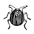 colorado potato beetle, line vector drawingvector drawing, line vector drawing. Naturalness of nature, beautiful beetle