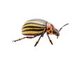 Colorado Potato Beetle Pest Insect Isolated on White